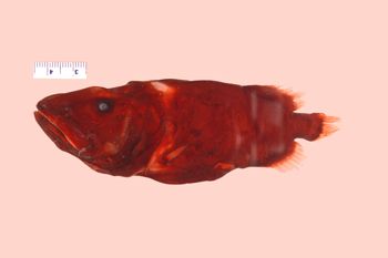 Media type: image; Ichthyology 165903